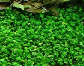 �������� ������� - �������� ������ фото