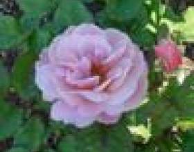 ������ ������� фото