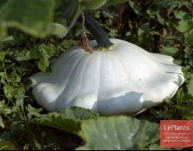������� (��������� ������) фото
