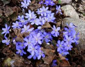 ����������� ���������� - ������� � ������ фото