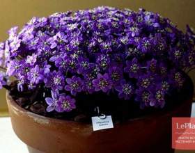 ����������� (��������) фото