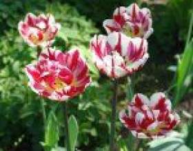 ������� �������� - ���� ��� �������? фото