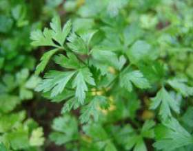 ��������: �������, �����������, ������ фото