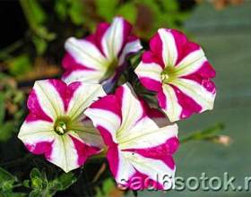 ������� - ���������� ����������� фото