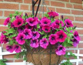 ������� фото