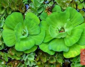 ϳ��� ������������� фото