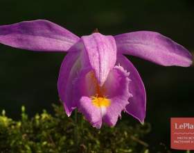 ������� ������ фото
