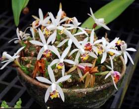 ������� фото