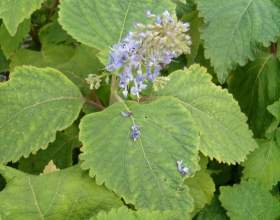 ����������� ������������ (������� ������) фото
