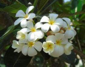 �������. �����������, ������ фото