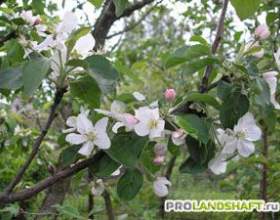 �������� ��� фото
