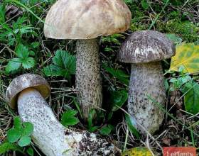 ϳ���������� �������������� фото