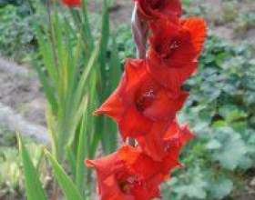 ������ ��������������. фото