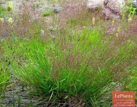��������� ����� (������ �����������) фото