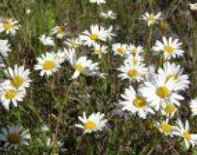 ������ ���� фото