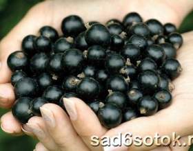 ������� ���������� ����� ��������� фото