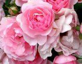 ���������� ������� �� ������ фото