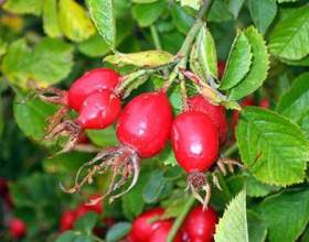 ������� � ����� �������, ��������� �� �������������� фото