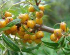 ���� ���������� ������ ������� фото