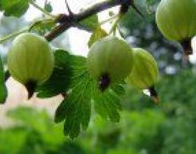 ������� ������ ������ ������� фото