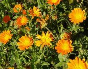 ������� ��������� ���� �� ���� фото