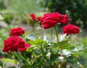 ������� ������. ��������� ������ ������� фото
