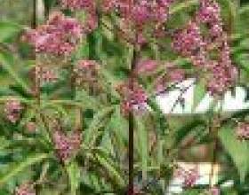 ��������� (eupatorium) фото