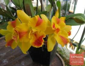 ������� ������ �`�� (������������ ������ �`��) фото