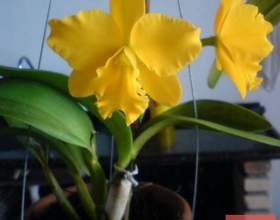 ������� �� ����� (������������ �� �����) фото