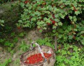 ���������� ���� �������� � ������� ��������� фото