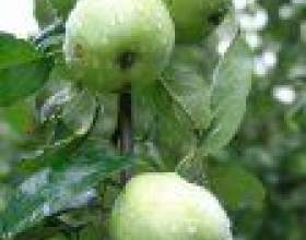 ������� ����������� ������������ � ���� фото