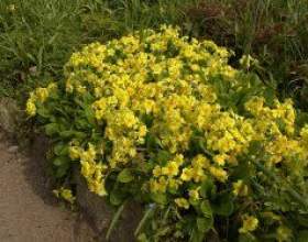 ������� - �������� �������� фото