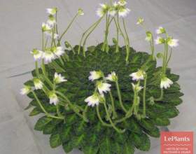 ������� ������ (����� ������) фото