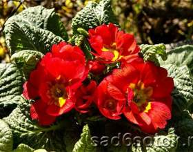������� - ����������� � ������, ����������� фото