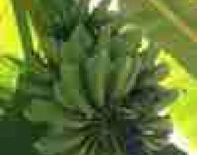 ������� ��� �� ���������� ������� фото