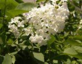 �������� ����� фото