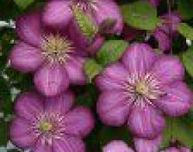 ������� ����� ����������� ��������� фото
