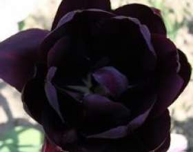 �������, ���������� (��������� � �������) фото