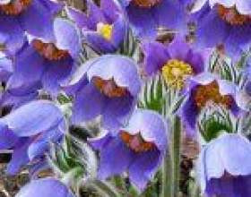 �������, ����������, ���-����� (pulsatilla) фото