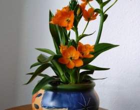 ����������� ��������� (������������ ����������) фото