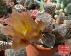 ���� фото
