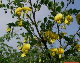 ̳������ фото
