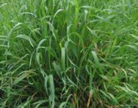 ���� �������� - ���� �� ����� ������? фото