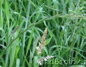 ���� �������� (elytrigia repens) фото