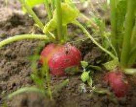 ����� ������ фото