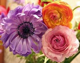 ���������� - ������� ������� фото