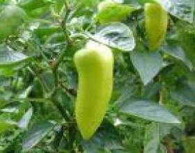 ������� ������ фото