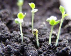 �������. ����������� ������� ������ фото