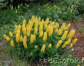 �������, �� ��������� ����� фото