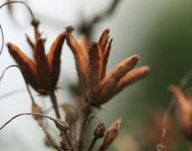 ���������� ����������� ������� фото